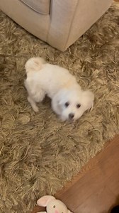 123 reactions · 5 comments | Can you tell I am ALWAYS excited to go outside? | Dountin | Facebook