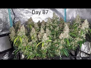 GROW UPDATE - Day 87 - Super Lemon Haze Auto by Green House Seeds - 2x2x3 Mini Tent Grow