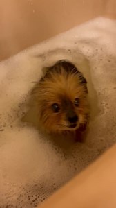 Our little Miss Sassy Pants was not too thrilled with us for taking her to see the Chardiologist for chest X-rays and an echocardiogram - but it was very necessary. Sassy has a heart condition, and in addition to her existing murmur, some crackling was noted at the most recent Sanctuary Vet visit. Although she complained the entire time, the testing was required for her benefit. Here at Paws Give Me Purpose, we never settle for substandard care. We make sure every Sanctuary resident receives the