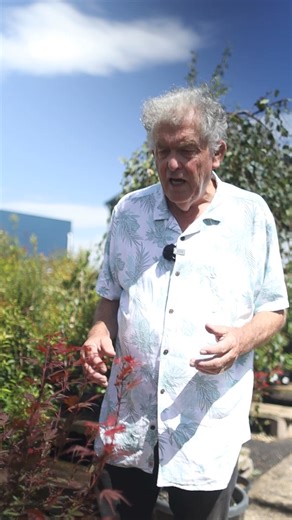 Shaina is a small, compact maple variety with bright red foliage maturing to deep maroon-red. As it grows, its branching becomes dense.🍁 Shop Shaina Japanese Maple NOW👇 https://www.thetutuguru.com.au/shop/japanese-maple-red-weeping-shaina/ #hellohelloplants #shainamaple #japanesemaple #mapletree #beautifultree #trees | Hello Hello Plants & Garden Supplies