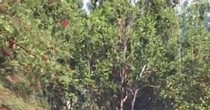 Czarnoksiężnik z Krainy Oz z niesamowitymi efektami specjalnymi