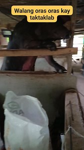 Ung wala kaming farrowing cage tas may ganito pay kaong. Hayyy nakakakaba talaga baka kasi pay maapakan sya sa kanyang pagbaba. #farming #farmers #farmlife | N Aban Aswegue