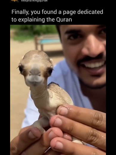 The camel is mentioned in Surah Al-Ghashiyah (88:17). Allah draws attention to the camel as a sign of reflection, asking people to observe how it was created — pointing to its design as evidence of wisdom, balance, and purpose in creation. Camels are uniquely adapted for extreme desert environments in ways that strongly align with modern science: their humps store fat (not water), which can be converted into energy and water when food is scarce; their oval-shaped red blood cells allow blood to f