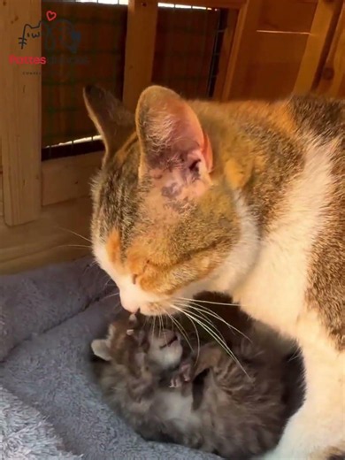 Pourquoi cette chatte s’est-elle blottie sur mes genoux… ? 💔