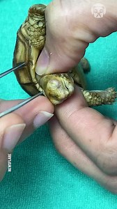 Vet removes pus covering baby tortoise's eye | Awesome