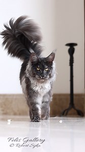 407K views · 10K reactions | The tail and his cat. #mainecoon #cat | Felis Gallery by Robert Sijka | Facebook