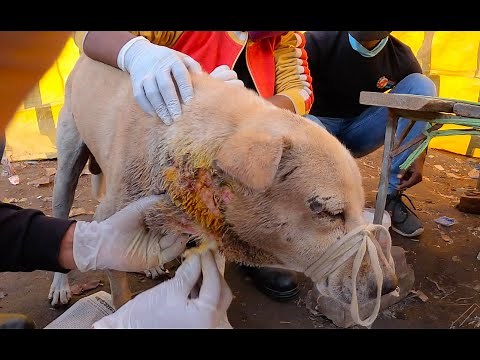 Maggot Infestation - Amazing Transformation!