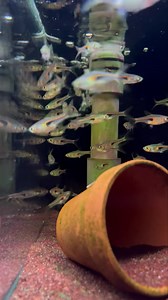 46 reactions | Trigonostigma Espei (lambchop rasbora) Visit our website to view our fishy catalogue and enjoy exclusive discounts up to 15% OFF! https://ivenbetta.com/ | IB Aquatic Pets | Facebook