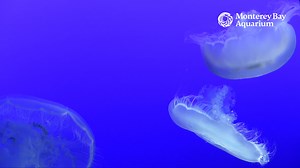 Mellow out with the Moon Jelly Cam! 🪼 | Monterey Bay Aquarium