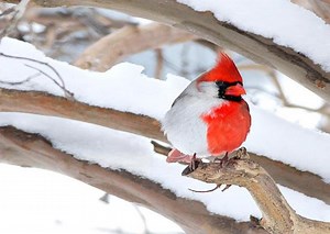 The Biology of a Half-Female, Half-Male Northern Cardinal, and Other Gynandromorphs
