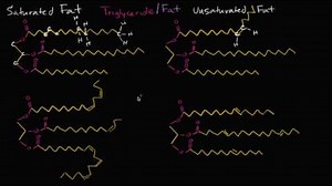 Saturated fats, unsaturated fats, and trans fats
