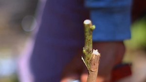 mango tree propagation | mango tree growth in spring #gardentips #graftingtechniques #fruit_grafting | GardeningFruit