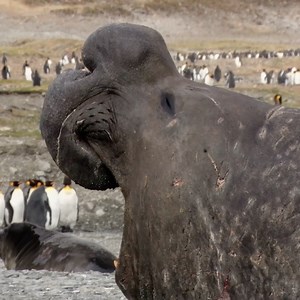 #MarksMoments: Here, we have a bull elephant seal. At the start of the South Georgia season, numerous alpha males can be found vying for dominance among the female elephant seals and warning nearby alphas to steer clear of their territory. #lastfewmomentshere 📽️: @markacoger . . . #lindbladexpeditions #exploremore #expeditions #SouthGeorgia | Lindblad Expeditions