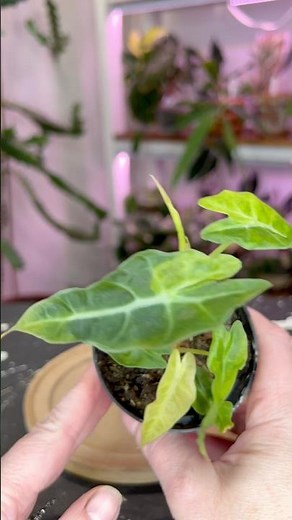 Alocasia Polly Aurea and a clear bottom watering pot from Naked Root planters use code Felicia20