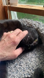 33K views · 698 reactions | The SWEETNESS of 10 month old Panda Bear...