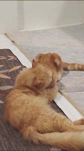 Truly nice to see most of our cats loving and caring. Grooming each other is a sign of care and affection. Visit Tabbytown Catcafe and appreciate them 😊 | Munchkins & Coffee