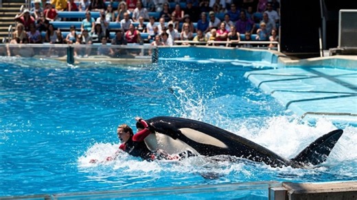 An 12,000-Pound Orca Attacked Her In Front Of Hundreds - And The Cameras Kept Rolling