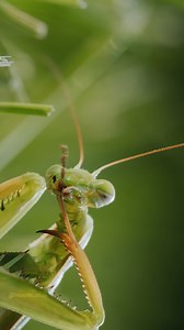 Praying Mantis Grooming itself Wincent IXy7j #insect #nature #wildlife | HAWI Studios