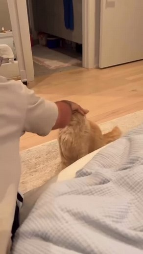 Bro taking screenshots on xiaomi cat 😹😹 | tafsir_mi