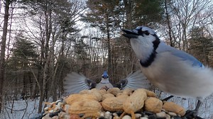 2.2K views · 458 reactions | Blue Jays and Peanuts (Always feed UNSALTED) | Critter Cam | Facebook