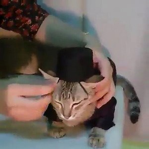 DrPets on Reels | Facebook