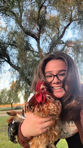 The hard truth.. 🤣🐓🌿👏🏼 #farmlife #chickenlover #farm #raisingchickens #garden #chickens #chickenkeeping #chickensoftiktok #gardening #homestead #roo~ #backyardchickens #farmanimals #herbs #crazychickenlady | simplychickensofficial