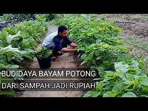 CARA TANAM BAYAM POTONG,AWAL SAMPAI PANEN,SEKALI TANAM PANEN SELAMANYA