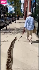 Snake on a Leash! An elderly woman takes her giant snake for a walk in the city. A sight to behold! #fblifestyle #AI Generated using Kling AI . . . (For entertainment purposes only. Consult professionals if guidance on activities is presented. No brand affiliation is implied if any are shown. If inspired by true events, creative adaptations may be included. Content may include public footage.) | Fabiosa Make It Easier