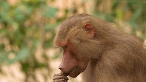 Side Profile Close-up Shows Hamadryas Baboon Stock Footage Video (100% Royalty-free) 3998342783 | Shutterstock