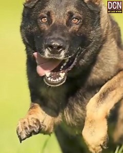 Lesson | Dee Classic Network