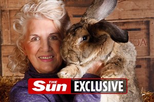 World's biggest rabbit - at 4ft 3in-long - 'stolen by jealous rival bunny owner'