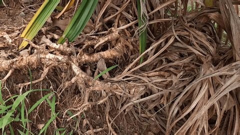 Pandanus Amaryllifolius Slanted Pandanus Plant Roots Stock Footage Video (100% Royalty-free) 3788428715 | Shutterstock