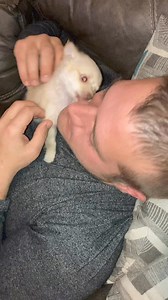 25K views · 1.2K reactions | Puppy love!❤️ #cute #adorable #chihuahua #perro #funnyvideo #tinydog #puppylove #puppy #viralreelsfb #fypシ゚ | The chihuahua family | Facebook