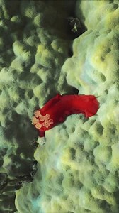 Vertical Video Bright Red Sea Slug 库存影片视频（100% 免版税）3443897357 | Shutterstock