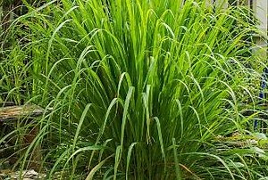 Lemongrass, Cymbopogon citratus, limonaria, caña santa o hierba limón. Propiedades y usos de esta planta - Paperblog