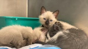 7.1K views | Clark County, Nevada on Reels | Facebook