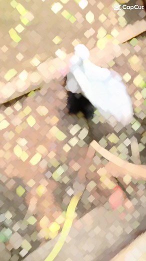 Roller pigeon | Kirmani Breeding Farm