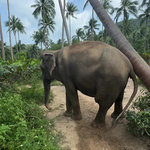 Another beautiful girl at Samui Elephant Sanctuary (Chaweng-Noi) Khamnoi is a beautiful girl. She loves to scratch her body against the trees. Feel good as always. #SamuiElephantSanctuary #samuielephantsanctuary #samuielephantsanctuarythailand #ethicalelephantsanctuary #sanctuaireelephantkohsamui #elephantsanctuarykohsamui #ElephantKohSamui #elephantsanctuarythailand | Samui Elephant Sanctuary