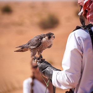 16 reactions | The majestic Emirati bird. | Arabian Adventures | Facebook