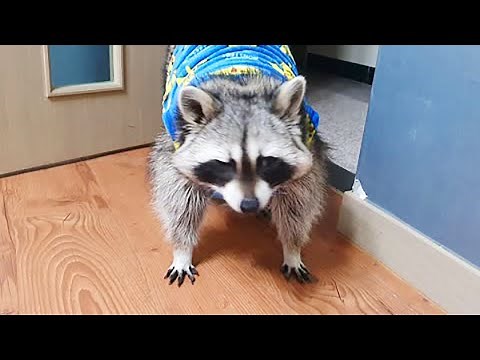 Pet raccoon shows off his pajamas before bedtime
