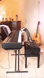 Moonlight Sonato version kitten 🐈‍⬛🎹🎤 | Beautiful photos