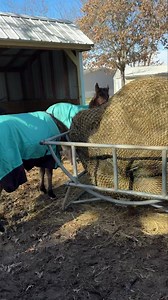 1K views · 73 reactions | Getting ready for winter weather by putting sheets on the horses. This will help keep the water off them so their natural coats can do the work of keeping them warm. #ranchlife #horsesofinstagram #horses #ranching #horse #ranch | Hot Mess Ranch | Facebook