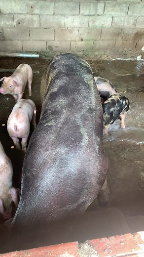 Incredible biggest black mama pig and piglets | Pig Videos