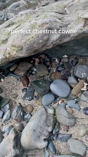 Chestnut cowrie in perfect condition! #seashell #beachcombing #beachcomber #shelling