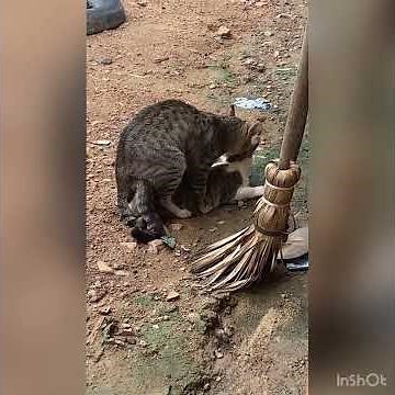 Acasalamento de gatos!