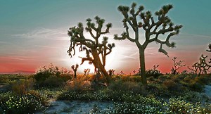 Stunning Photos of Joshua Trees and Joshua Tree National Park