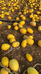 2.6M views · 27K reactions | Desastre Agrícola: Prejuízo Milionário na Lavoura" #hortanalage #hortaemcasa #hortaemvasos #fruitlover #fruitchallenge #hortaorganica #fruta #frutas #fruits | Giseli De Oliveira | Facebook