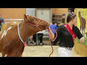 At the annual spring auction Kendra Thewis is bidding on a prized cow for her dairy farm