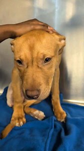 Dallas Animal Services and Adoption Center on Reels