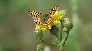 2.2K reactions · 587 shares | Carpenters (You) Lyrics #lyrics #lyricsmusic #lyricsvideo #songlyrics #song #Carpenters #you #viralmusic #trendingmusic #reelsmusic #reelsfacebook #butterflies #butterfly #butterflyphoto #butterflyphotography #flowers #flowersphoto #flowersphotography #flowersshop #nature #naturelovers #naturephotography #hightlight #fypシ゚ #herbertdangis #herbertbraveheart #herbertjunglefighter #Herbert | Herbert | Facebook